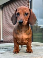 Prachtige korthaar Dwerg teckels pups met stamb, Dieren en Toebehoren, Reu, CDV (hondenziekte), 8 tot 15 weken, Korthaar