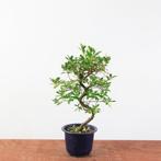 Bonsai Azalea 'yukigesho', Tuin en Terras, In pot, Halfschaduw, Lente, Minder dan 100 cm