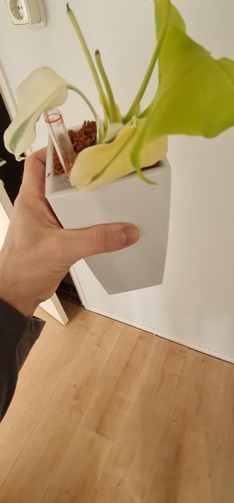 Te koop monstera neon lime, Ophalen of Verzenden, Halfschaduw, Minder dan 100 cm