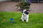 Mooie kleine boomer pups., Dieren en Toebehoren, Nederland, Overige rassen, 8 tot 15 weken, CDV (hondenziekte)