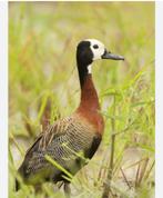 Witwangfluiteenden, Meerdere dieren, Eend
