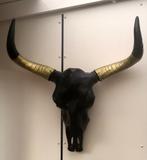 Decoratieve LONGHORN, Ophalen, Zo goed als nieuw, Schedel