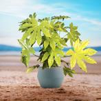 Fatsia Japonica - Vingerplant g96145, Tuin en Terras, Planten | Tuinplanten, Ophalen of Verzenden