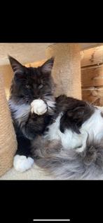 Maine coon herplaatser, Dieren en Toebehoren, Katten en Kittens | Raskatten | Langhaar, Poes, Gechipt, 3 tot 5 jaar