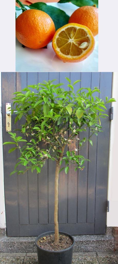 3 Oranje Limoen- Citrus Limonia- Limetta Rossa Di Rangpur, Tuin en Terras, Planten | Fruitbomen, Overige soorten, 100 tot 250 cm