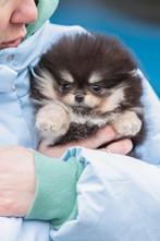 Pomeriaan | Pomeranian | Puppy | Teefje | Stamboom | Beertje, Dieren en Toebehoren, Honden | Poolhonden, Keeshonden en Oertypen