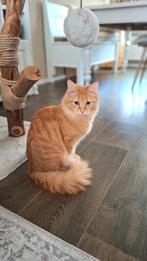 Siberische kat (poes), Poes, Gechipt, 0 tot 2 jaar