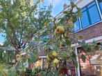 Perenboom, Tuin en Terras, Planten | Fruitbomen, Ophalen, 100 tot 250 cm, Perenboom