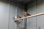 Zebravinken, Dieren en Toebehoren, Vogels | Overige Vogels, Mannelijk, Tropenvogel, Geringd