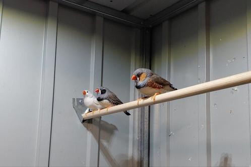 Zebravinken, Dieren en Toebehoren, Vogels | Overige Vogels, Tropenvogel, Mannelijk, Geringd