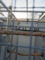 Personata en fischeris