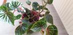 Grote Begonia Kamerplant, Huis en Inrichting, Kamerplanten, Overige soorten, Minder dan 100 cm, Halfschaduw, Bloeiende kamerplant