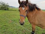 Prachtigste droom pony merrie Hanson (arabier x fjord), Dieren en Toebehoren, Merrie, 3 tot 6 jaar, D pony (1.37m tot 1.48m), Recreatiepony