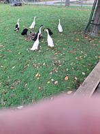 Loopeenden, Meerdere dieren