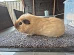 California beren, Dieren en Toebehoren, Knaagdieren, Juni, Mannelijk, Cavia