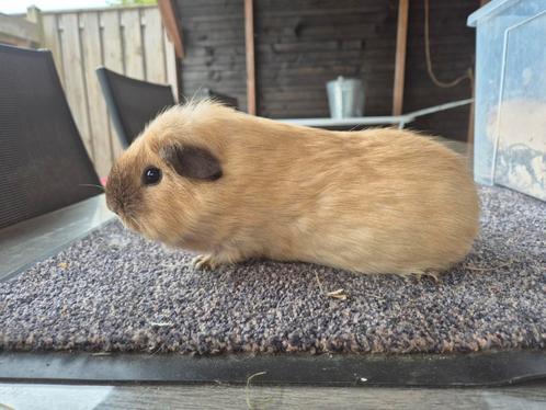 California beren, Dieren en Toebehoren, Knaagdieren, Mannelijk, Cavia, Juni
