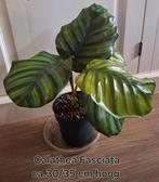 Calathea Fasciata kamerplant🌿OPHALEN NIJKERK, Ophalen, Overige soorten, Minder dan 100 cm