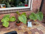 Reuzenolifantsoor (leucocasia Gigantea THai Giant), Vaste plant, Volledige schaduw, Zomer, Ophalen