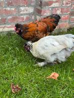 3 hanen geboren in juni, Dieren en Toebehoren, Mannelijk, Kip