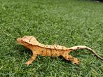 0.1 Wimpergekko Extreme Harlequin Tangerine 2024, Dieren en Toebehoren, Reptielen en Amfibieën, Hagedis