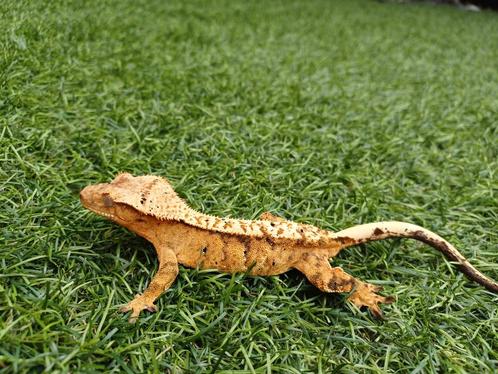 0.1 Wimpergekko Extreme Harlequin Tangerine 2024, Dieren en Toebehoren, Reptielen en Amfibieën, Hagedis