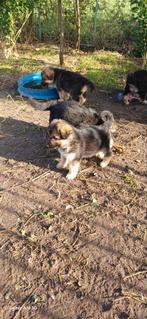 Te koop oudduitser herder pups keer  witte herder, Dieren en Toebehoren, Overige rassen, CDV (hondenziekte), 8 tot 15 weken, Meerdere