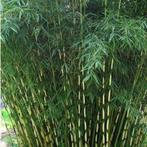 Fargesia Robusta 'pingwu' - Niet Woekerende Bamboe g99257, Tuin en Terras, Planten | Bomen, Ophalen of Verzenden