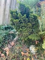 Hinoki cypress (kleine maat), Tuin en Terras, Ophalen, Struik, Minder dan 100 cm