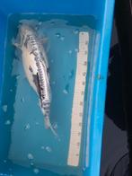 Koi karper, Dieren en Toebehoren, Vissen | Vijvervissen, Karper of Koi