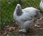 Kuikens, Dieren en Toebehoren, Pluimvee, Geslacht onbekend, Kip