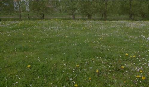 GEZOCHT! PLEK VOOR 2 B/C PONY'S., Dieren en Toebehoren, Stalling en Weidegang
