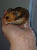 Nestje geboren van 2 prachtige goudhamsters, Dieren en Toebehoren, Knaagdieren, Hamster, Augustus, Meerdere dieren, Tam