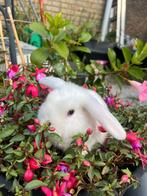 Dit leuke stel zoekt nieuw huisje, Dieren en Toebehoren, Konijnen, Vrouwelijk, Dwerg