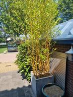 --  zeer mooie gele stam bamboe in kunststof bak, Volle zon, Vaste plant, Bloeit niet, Ophalen