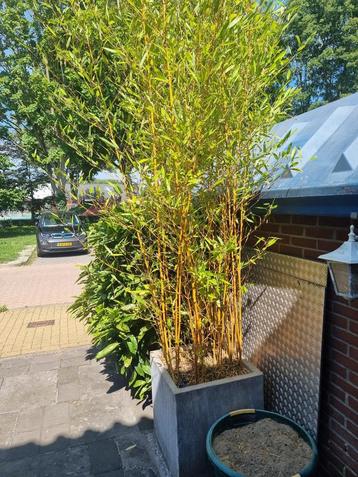--  zeer mooie gele stam bamboe in kunststof bak beschikbaar voor biedingen
