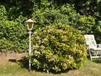 Rododendron wit, Tuin en Terras, Planten | Tuinplanten, Ophalen of Verzenden, Zomer, Overige soorten, Volle zon