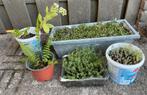 Diverse Tuinplanten: Vetplantjes, Varen, Sedum, Bodembedekkers, Volle zon, Vaste plant, Ophalen of Verzenden