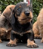 RUWE BOLSTERS, ZACHTE HARTJES,  MÈT KARAKTER ÉN STAMBOOM!, Dieren en Toebehoren, 8 tot 15 weken, Dwerg, CDV (hondenziekte), Meerdere