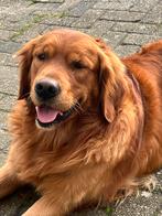 golden retriever dekreu, Dieren en Toebehoren, Honden | Dekreuen, Rabiës (hondsdolheid), België, 1 tot 2 jaar, Reu