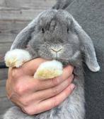 Duo jonge konijnen, ram en voedster, Dieren en Toebehoren, Konijnen, Meerdere dieren