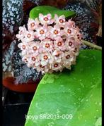 Hoya SR 2013 009 nr 2 met geurende bloemen, Overige soorten, In pot, Minder dan 100 cm, Bloeiende kamerplant