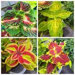 Mooie Coleus Siernetel stekken🪴kleurrijke🌈kamerplant🪴, Ophalen of Verzenden, Overige soorten, Volle zon, Minder dan 100 cm