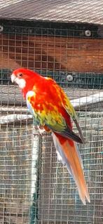 Gezocht Rosella 1-0 Opaline split golden gold, Dieren en Toebehoren, Vogels | Parkieten en Papegaaien
