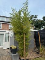 Bamboe boom - 3 meter hoog, Ophalen, Bloeit niet, Halfschaduw, Overige soorten