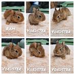 6 kleine konijntjes nog 2 voedsters en 1 ram, Dieren en Toebehoren, Konijnen, Geslacht onbekend, Dwerg