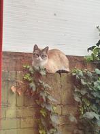 Grijze Cyperse Kat, Dieren en Toebehoren