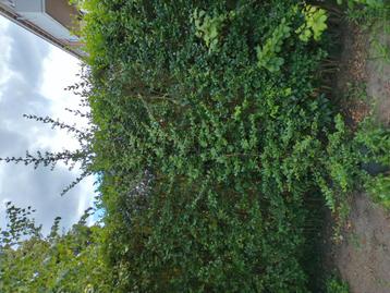 3 grote Vuurdoorns / Pyracantha in pot beschikbaar voor biedingen