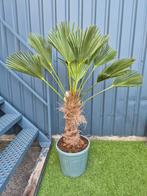 Palm, Trachycarpus WAGNERIANUS, winterhard, Tuin en Terras, Planten | Tuinplanten, Ophalen, Bloeit niet, Overige soorten, Volle zon