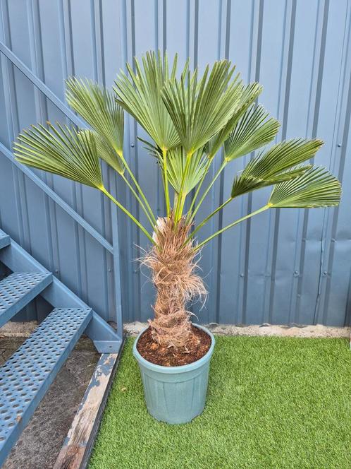 Palm, Trachycarpus WAGNERIANUS, winterhard, Tuin en Terras, Planten | Tuinplanten, Overige soorten, Volle zon, Bloeit niet, Ophalen