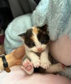 Halve britsekorthaar kittens tekoop, Dieren en Toebehoren, Katten en Kittens | Overige Katten, Meerdere dieren